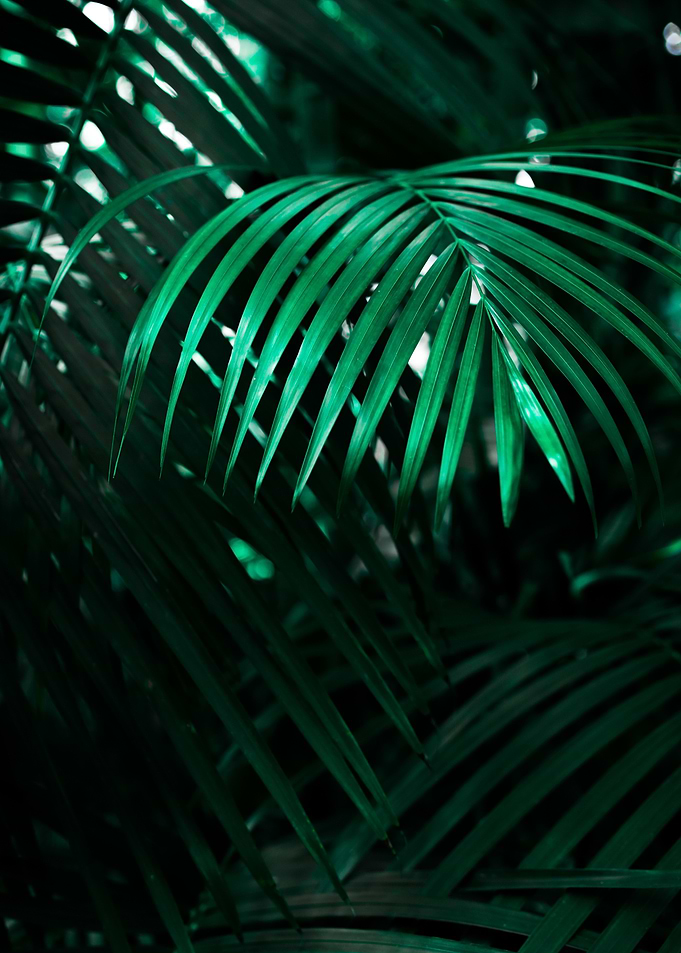 Fern in the Dark