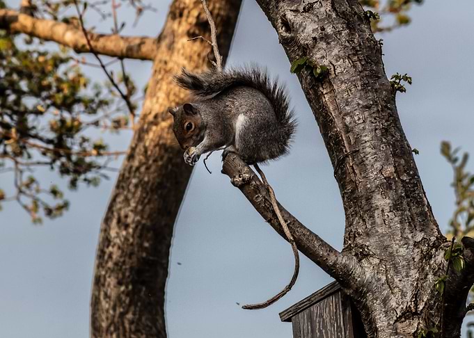 Hungry Grey Squirrel