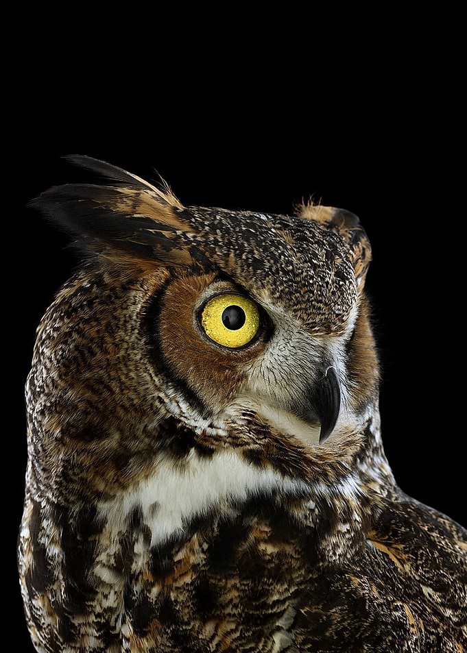 wild OWL face poster