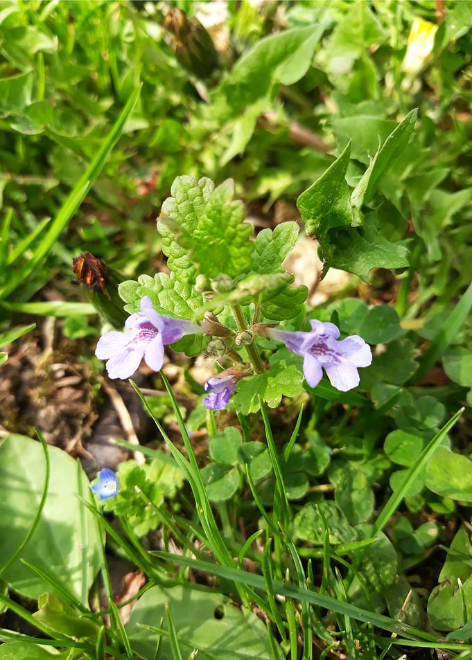 Violet flower