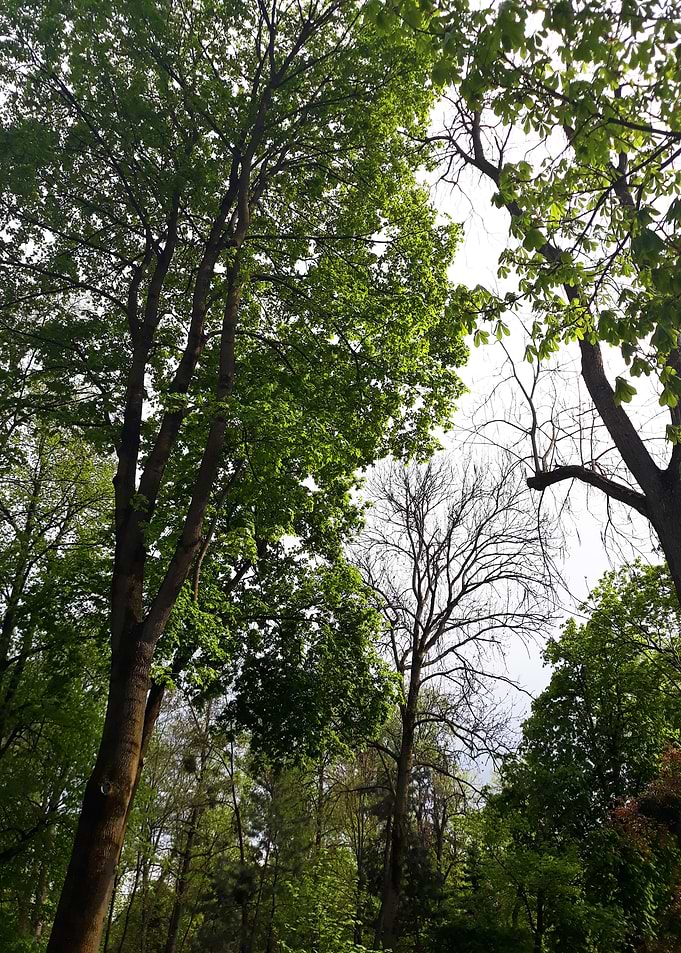 Symphony of the trees