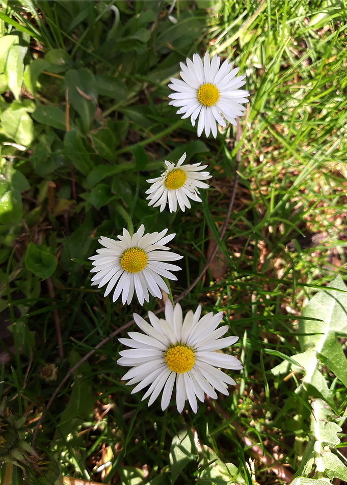 Daisy in the park 3