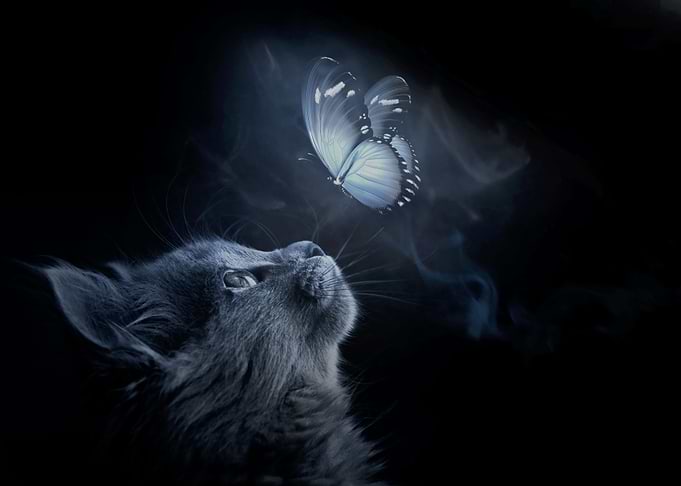 Cat Look up at Butterfly
