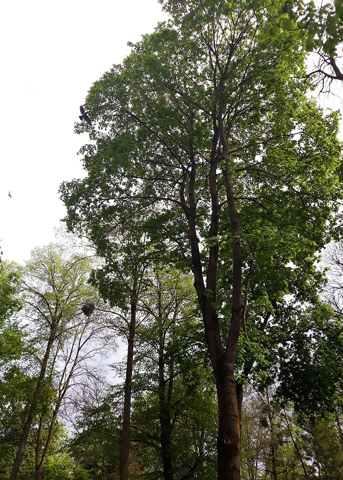 Nature revived