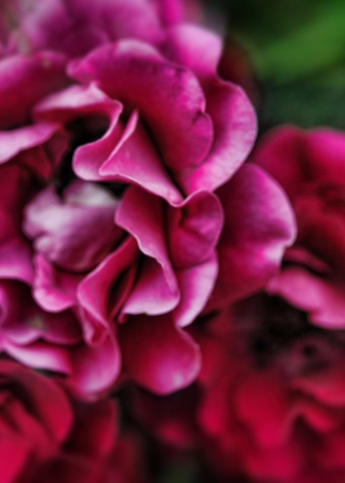 Fuchsia Flowers