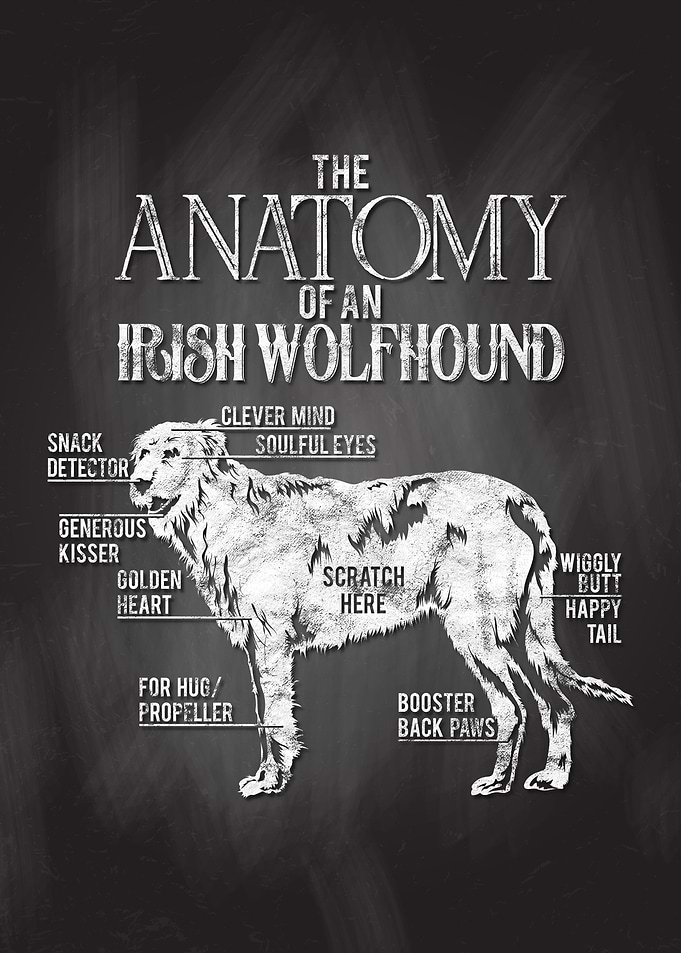 Irish Wolfhound Anatomy