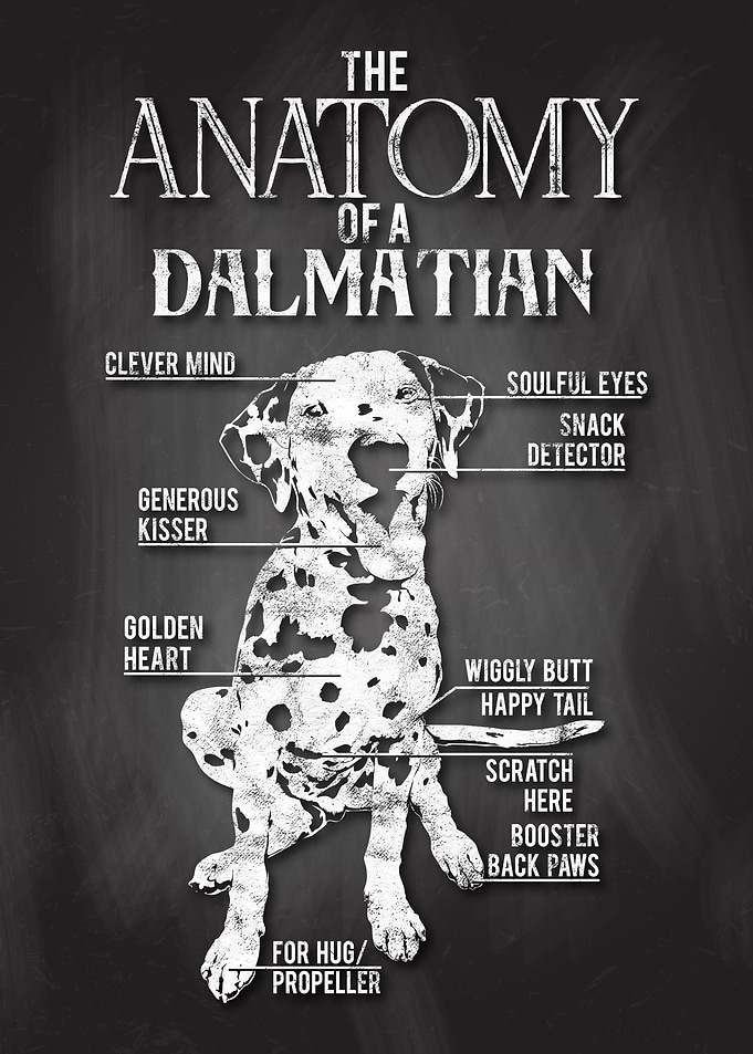 Dalmatian Anatomy Poster
