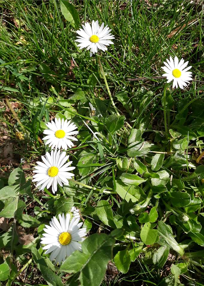 Daisy in the park 5