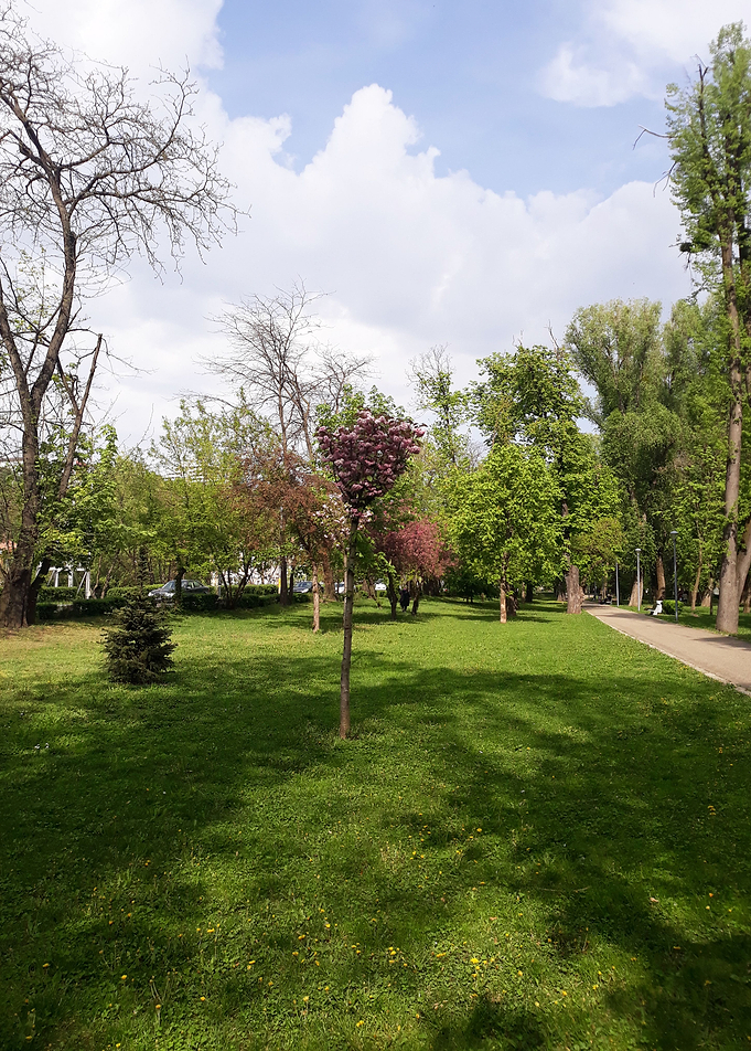 Park perspective