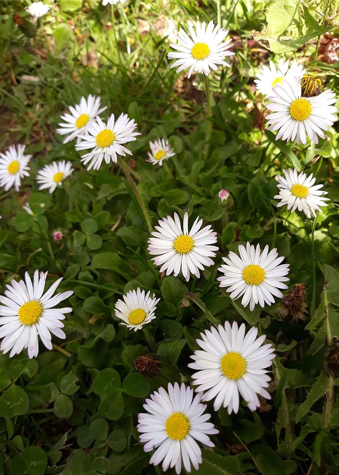 Daisy in the park 2