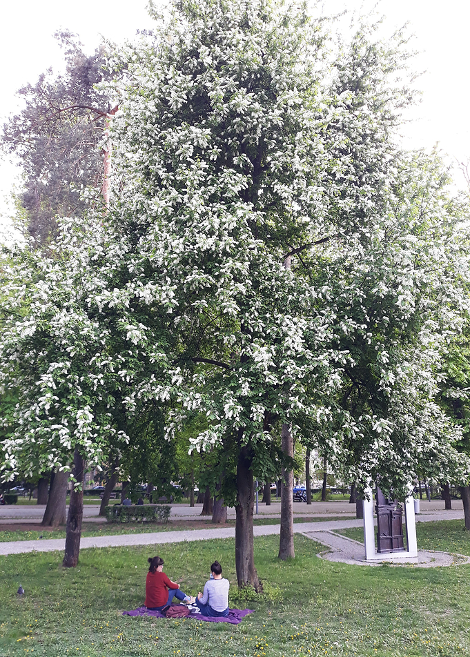 Sitting under the tree