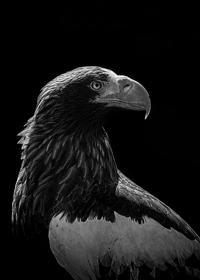 wild Eagle face poster
