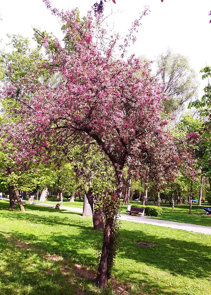 Spring bloom