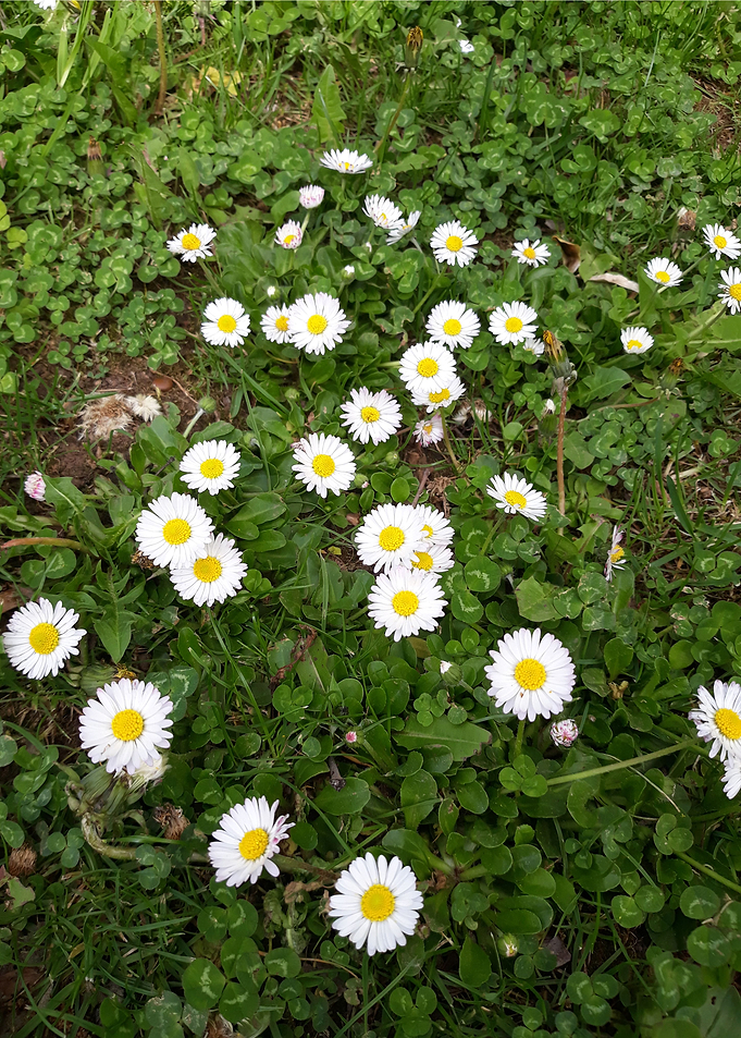 Daisy in the park 4