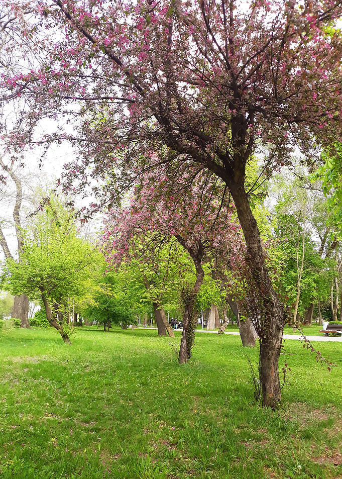 Tree beauty