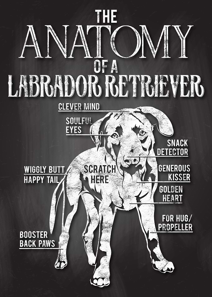 Labrador Retriever Anatomy