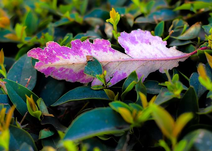 Eucalyptus Leaf