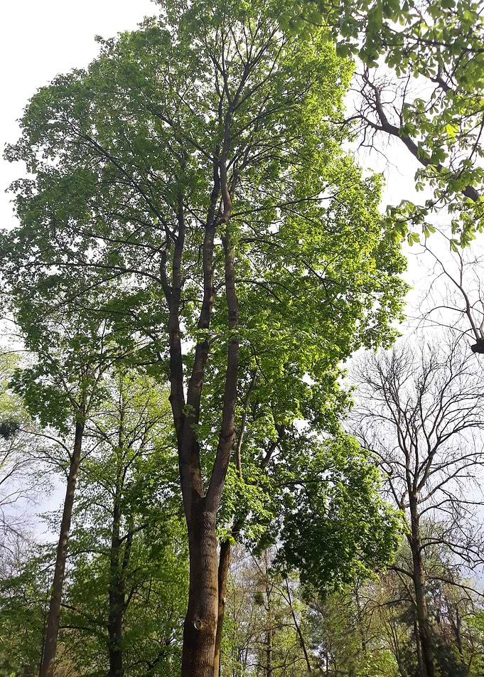 Mother nature