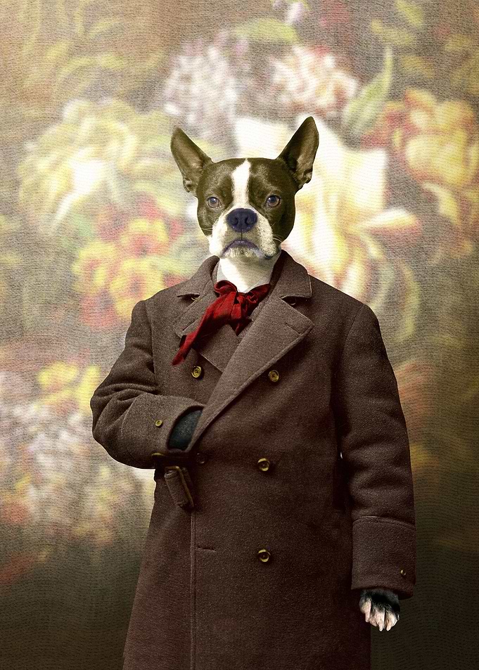 Barney the Boston Terrier