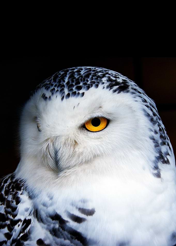 wild OWL face poster