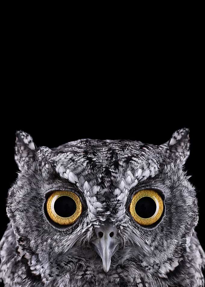 wild OWL face poster