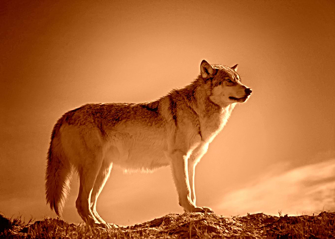 WOLF