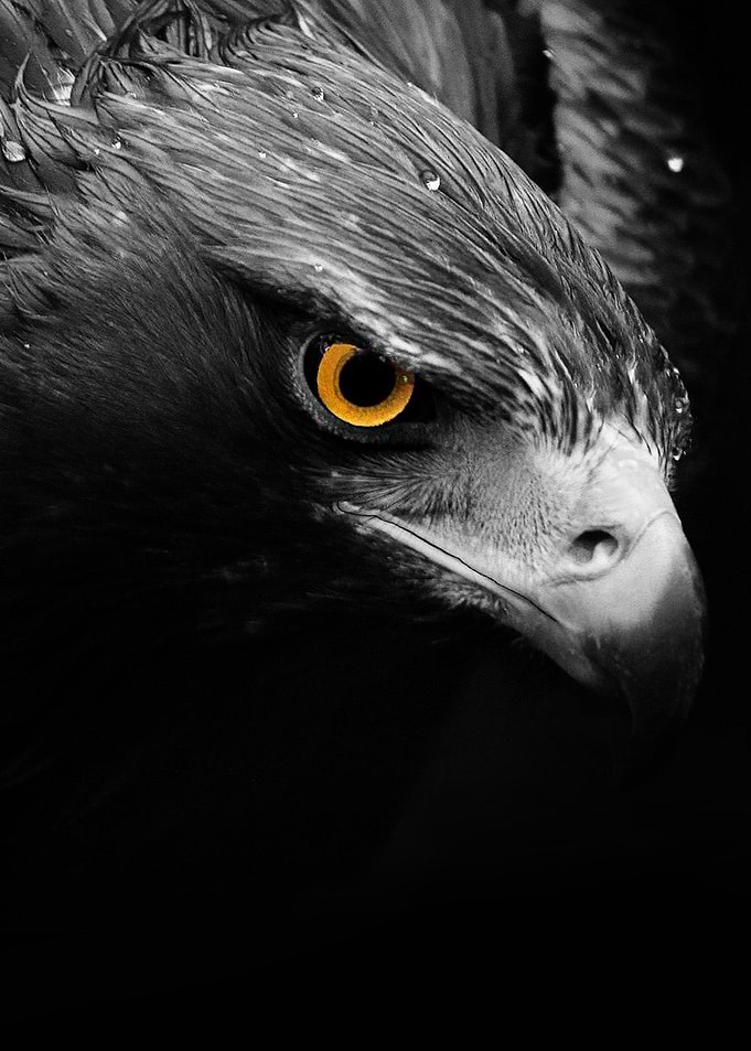 wild Eagle face poster