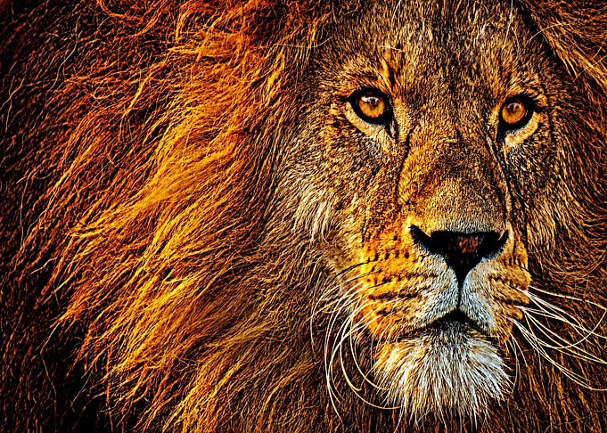LION KING