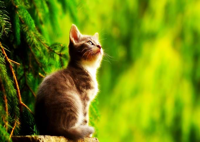 Wonderful cat