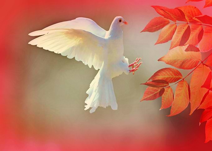DOVE