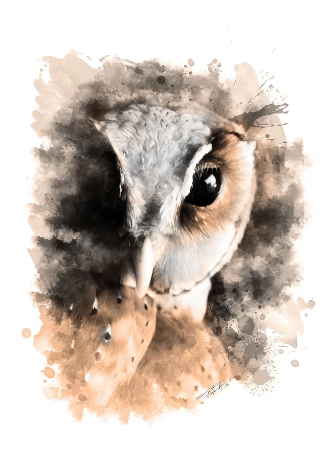 The Owl