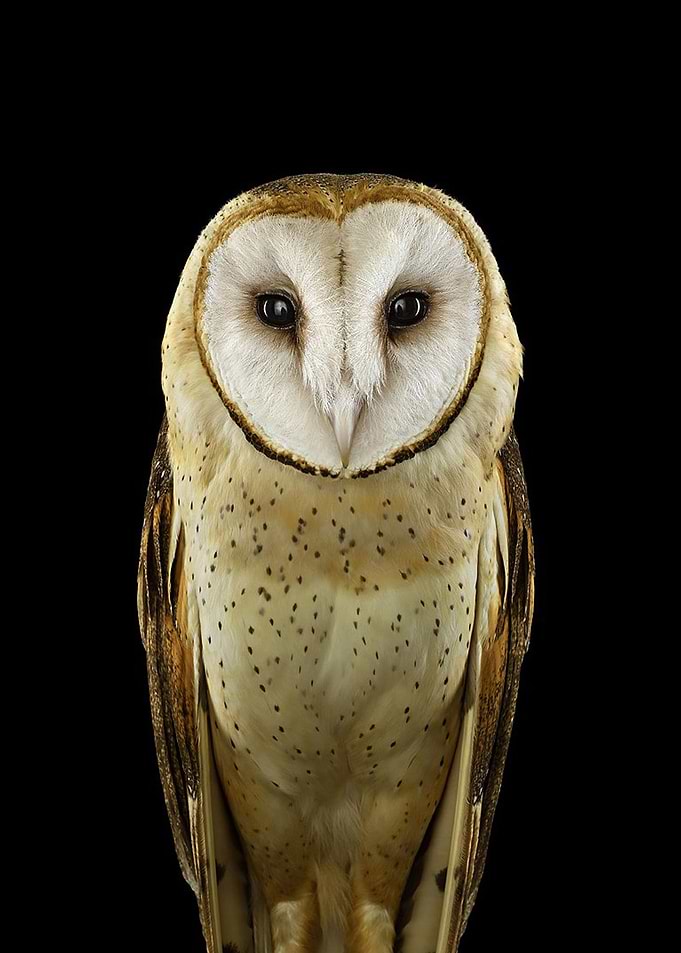 wild OWL face poster