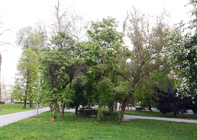 Trees symphony