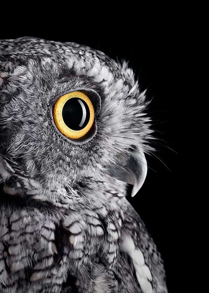 wild OWL face poster