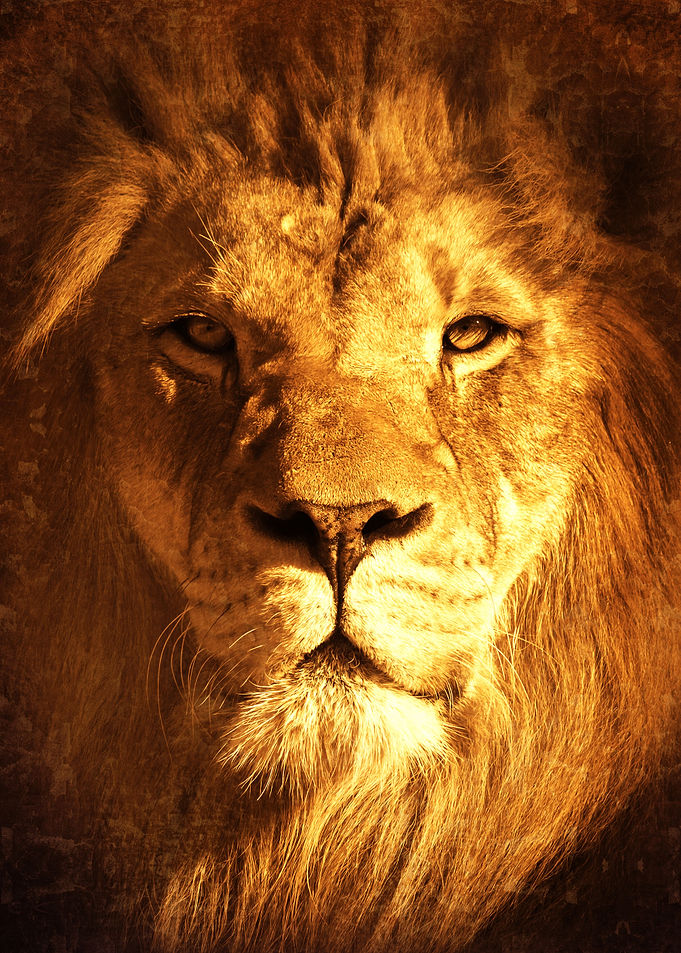 Lion 5
