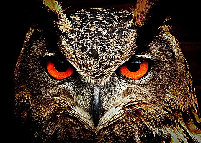 owl