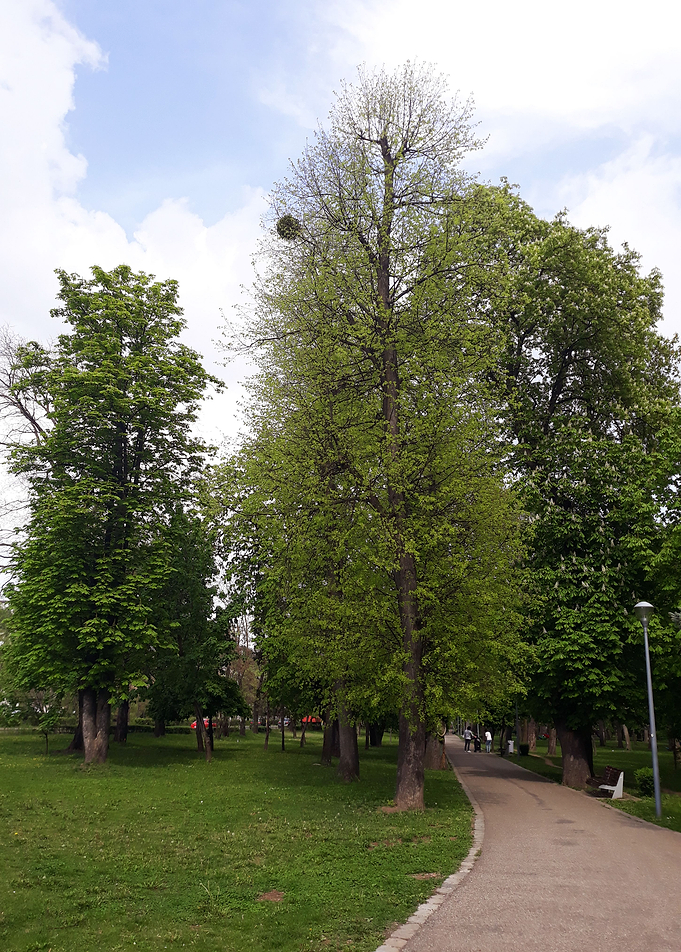 Walk in May
