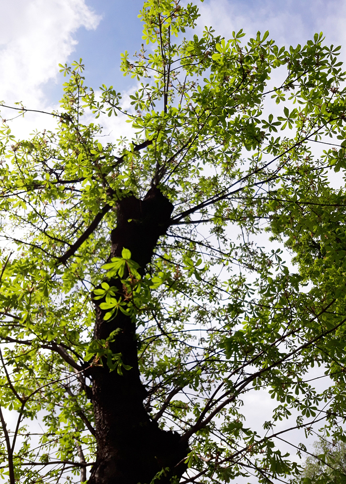 Dancing tree 1