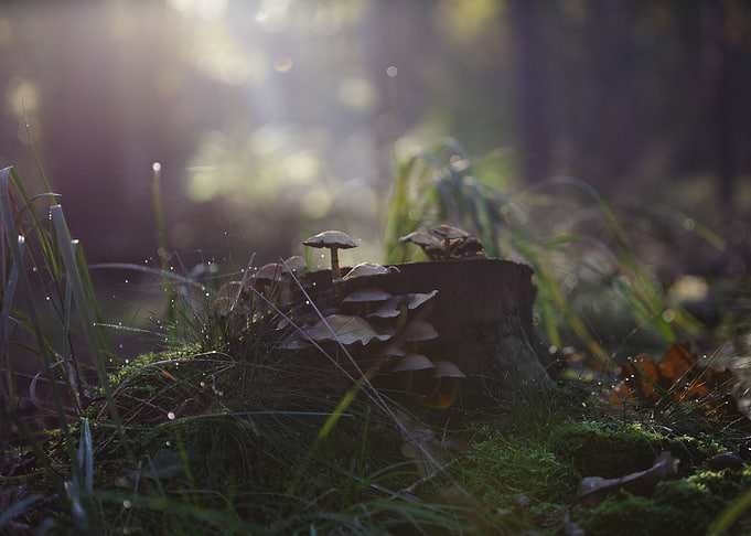 The fairytale wood