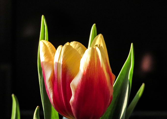 Tulip I