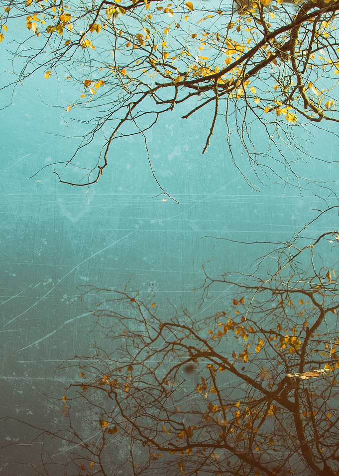 The mirrored tree