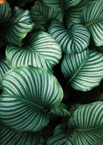 Lovely leaves