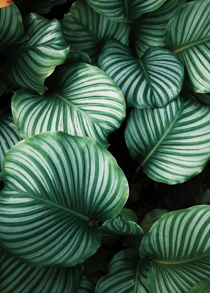 Lovely leaves