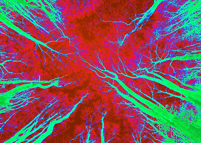 Spooky trees