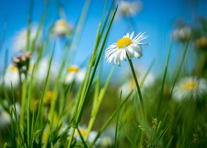 Daisy in the park