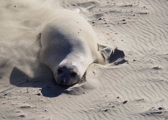Sea lion