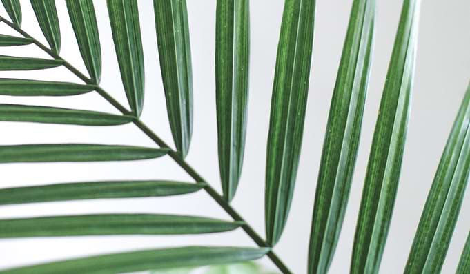 Tall Plant w White