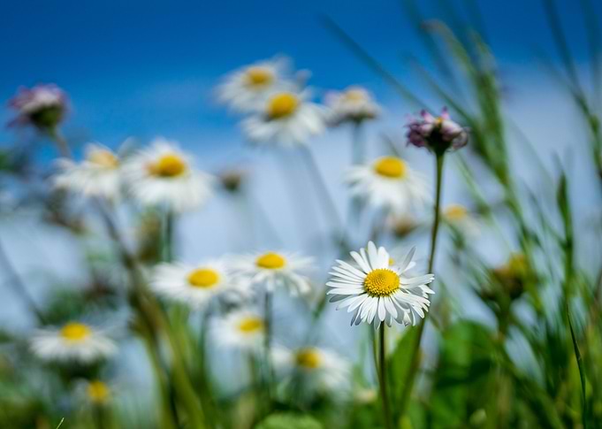 Daisy