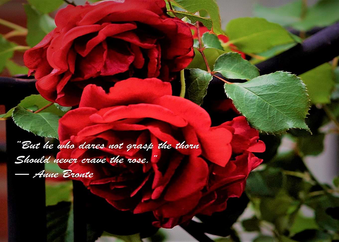 Roses and Thorns
