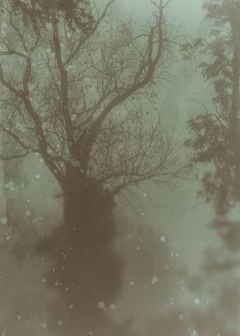 Tree in the fog